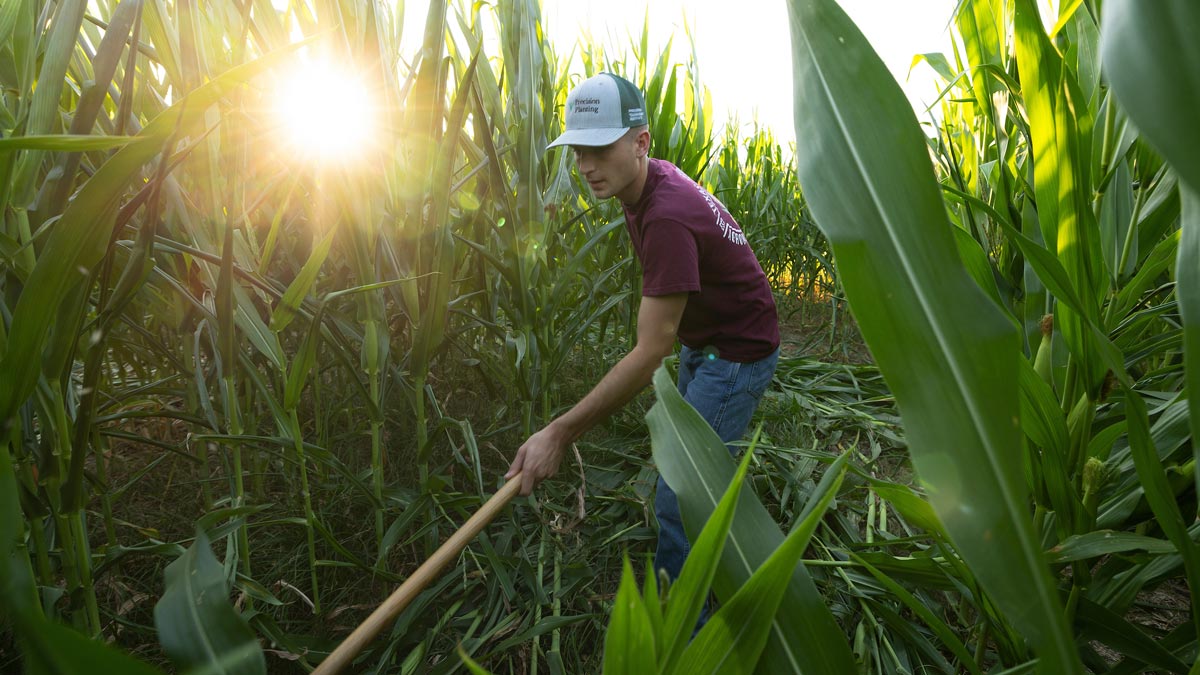 A student hoes in a corn field.